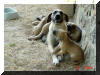 Great Dane Puppies , Great Danes for Sale , Great Dane Breeders